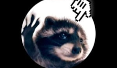 Pedro Clicker: Evolution of the Raccoon